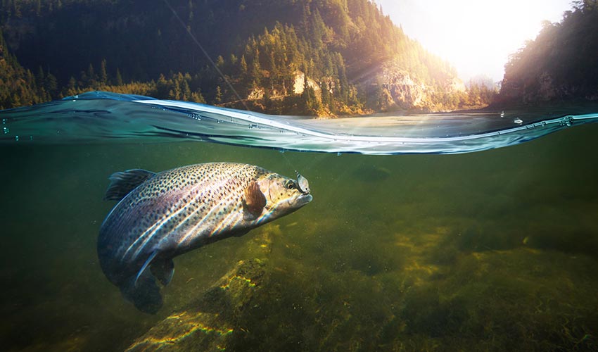 Salmon in a river catching a fishing line.