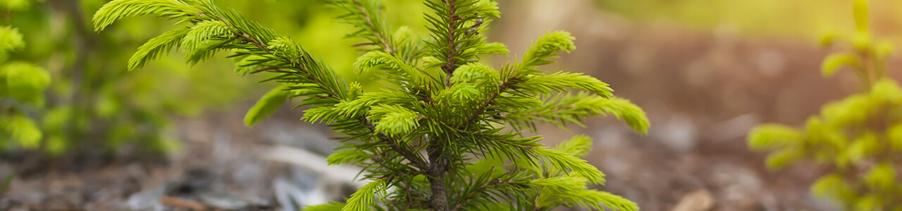 Green-Tree