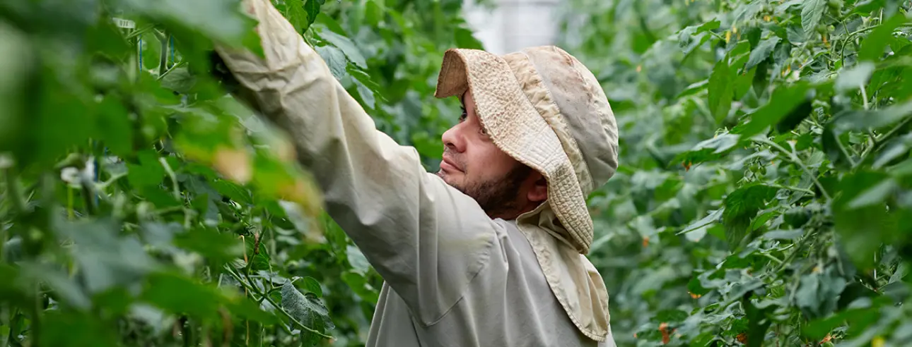 A worker in a sun hat reaching into leafy plants in a greenhouse.