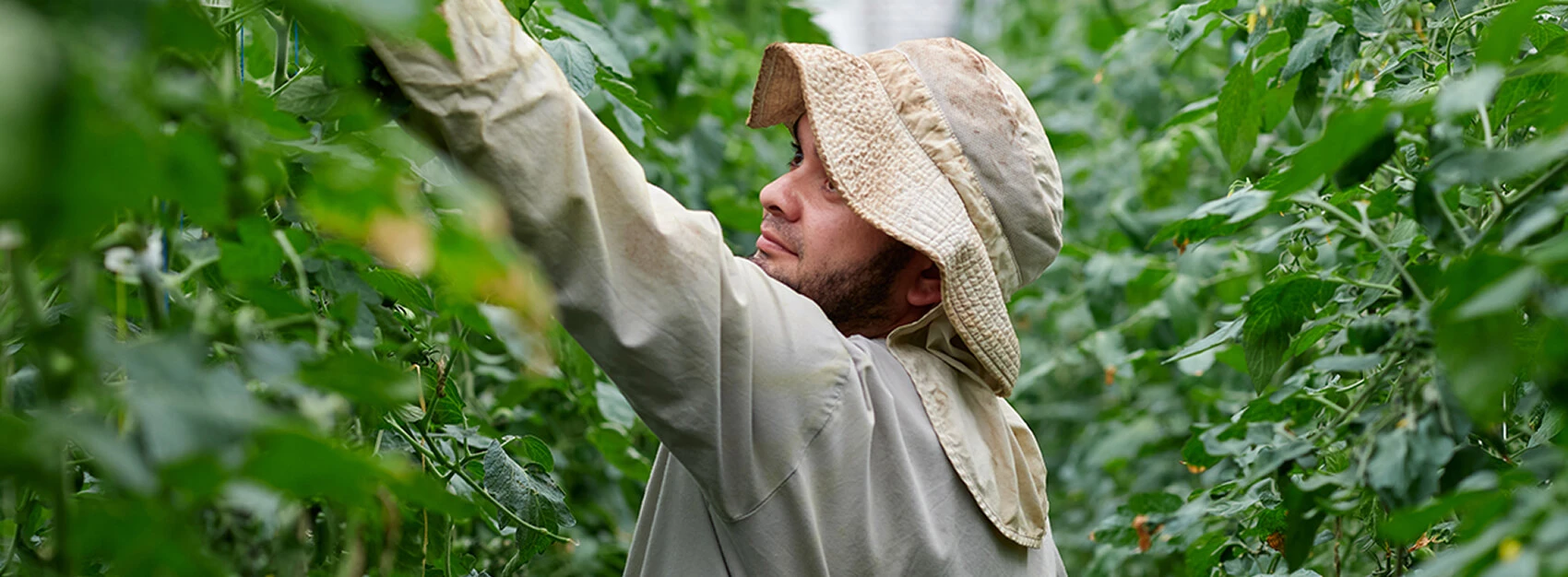 A worker in a sun hat reaching into leafy plants in a greenhouse.